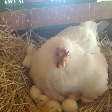 לינה וארוחת בוקר A Do' Cumparone Corbara (Campania)