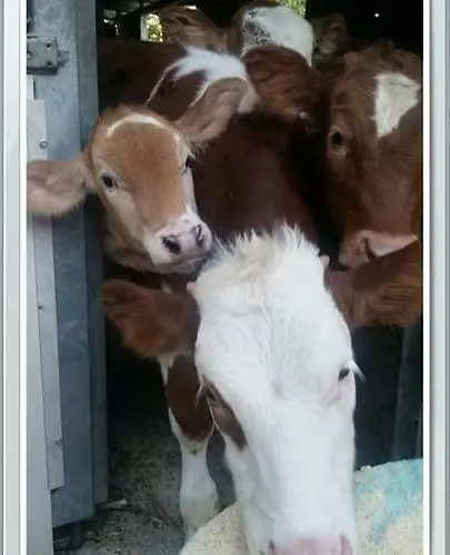 A Do' Cumparone Alojamento de Acomodação e Pequeno-almoço Corbara (Campania)