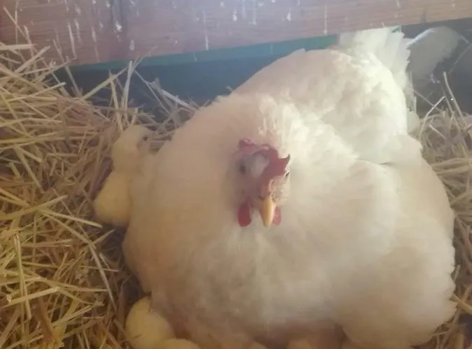 Alojamento de Acomodação e Pequeno-almoço A Do' Cumparone Corbara (Campania)