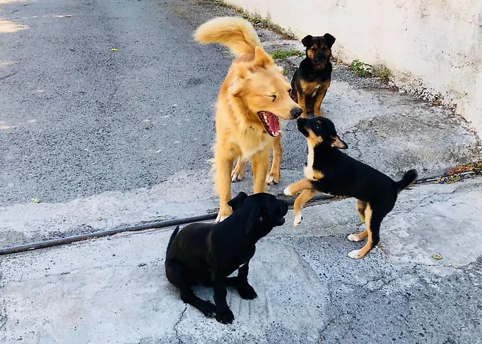 A Do' Cumparone Alojamento de Acomodação e Pequeno-almoço 3*