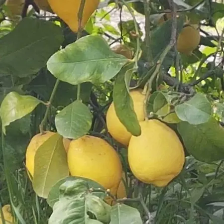 A Do' Cumparone Frühstückspension Corbara (Campania)